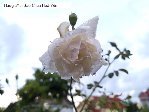 chua hoa yen
