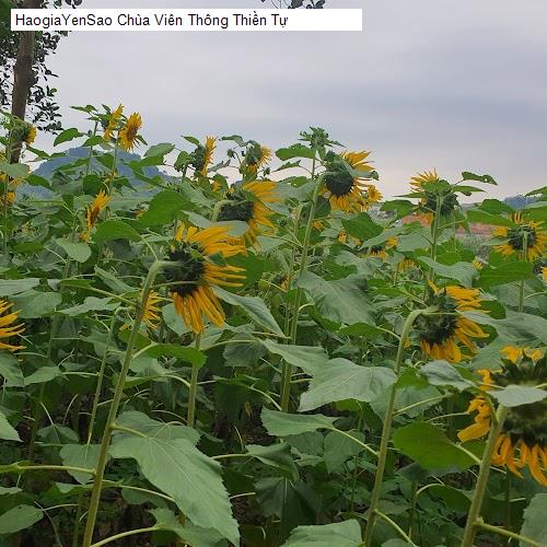 chua vien thong thien tu