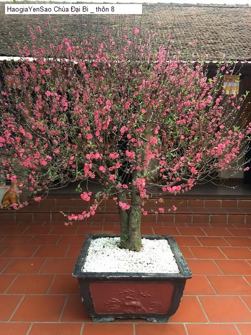 chua dai bi _ thon 8