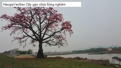 cay gao chua sung nghiem