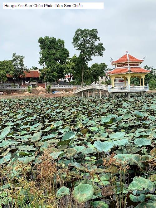 chua phuc tam sen chieu