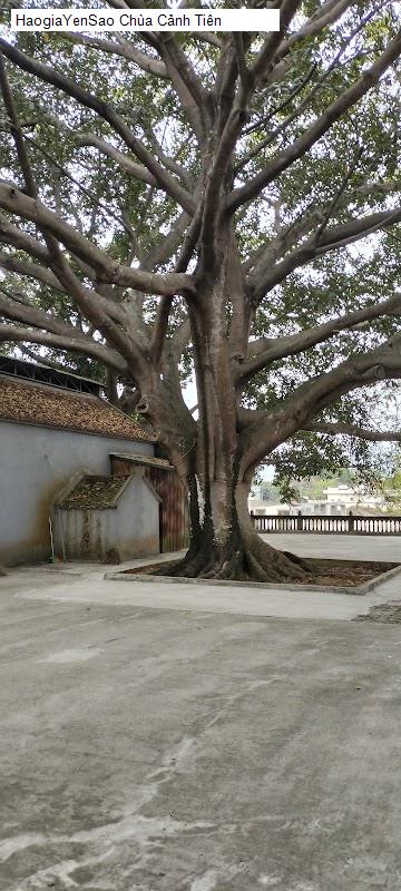 chua canh tien