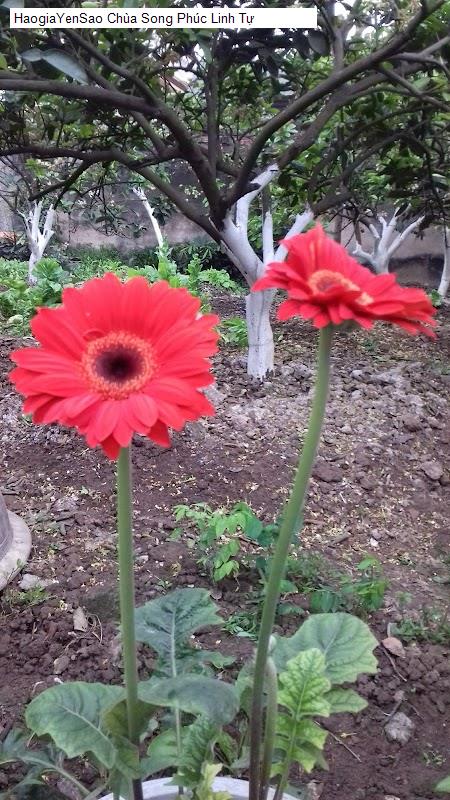 chua song phuc linh tu