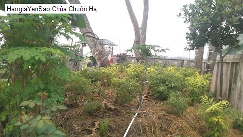chua chuon ha