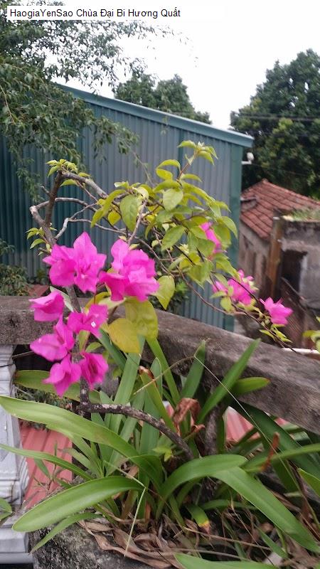 chua dai bi huong quat