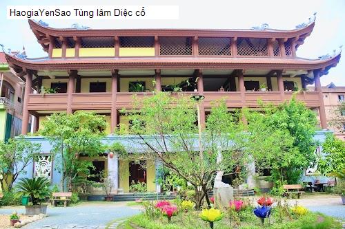 tung lam diec co