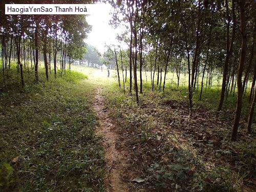 thanh hoa