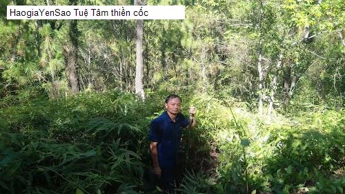 tue tam thien coc