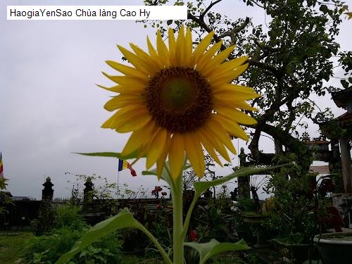 chua lang cao hy