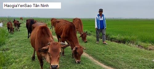 tan ninh