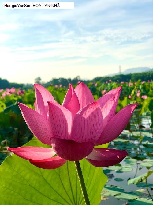 hoa lan nha