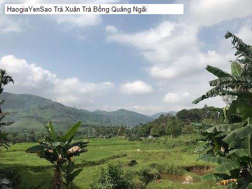 tra xuan tra bong quang ngai
