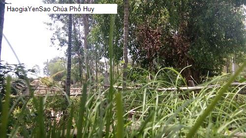chua pho huy