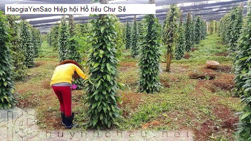 hiep hoi ho tieu chu se