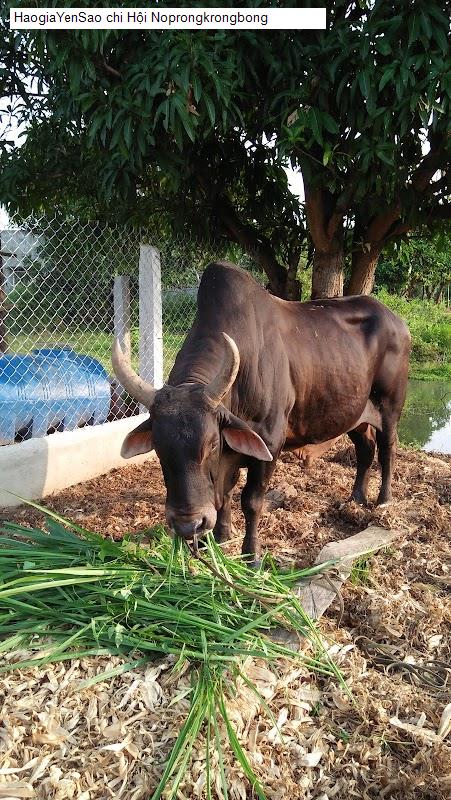 chi họi noprongkrongbong