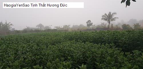 tinh that huong duc
