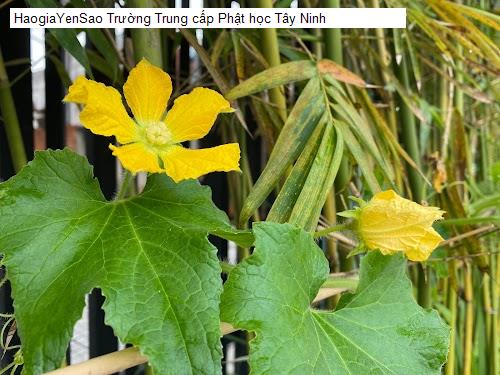 truong trung cap phat hoc tay ninh