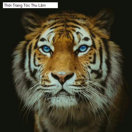 thoi trang toc thu lam