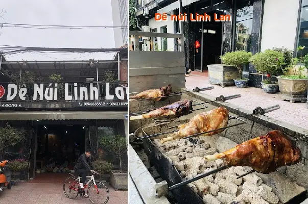 Linh Lan mountain goat