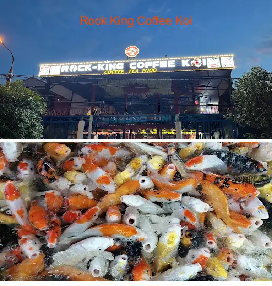 Rock King Coffee Koi