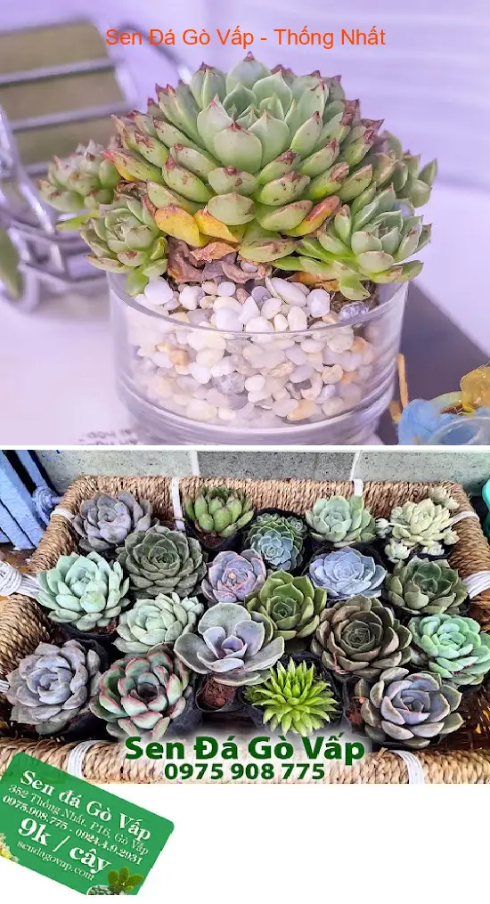 Succulents Go Vap - Thong Nhat