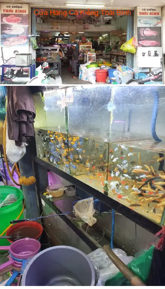 Thai Binh Ornamental Fish Shop