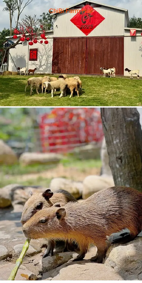 ChiBi Farm Hue