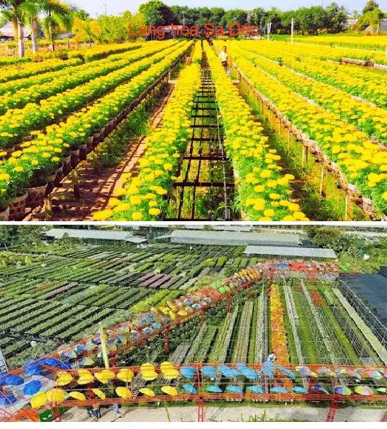 Sa Dec Flower Village